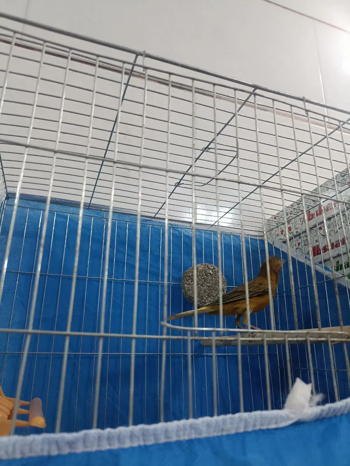 نر دارچینی دیوانه|پرنده|فولادشهر, زاینده رود|دیوار