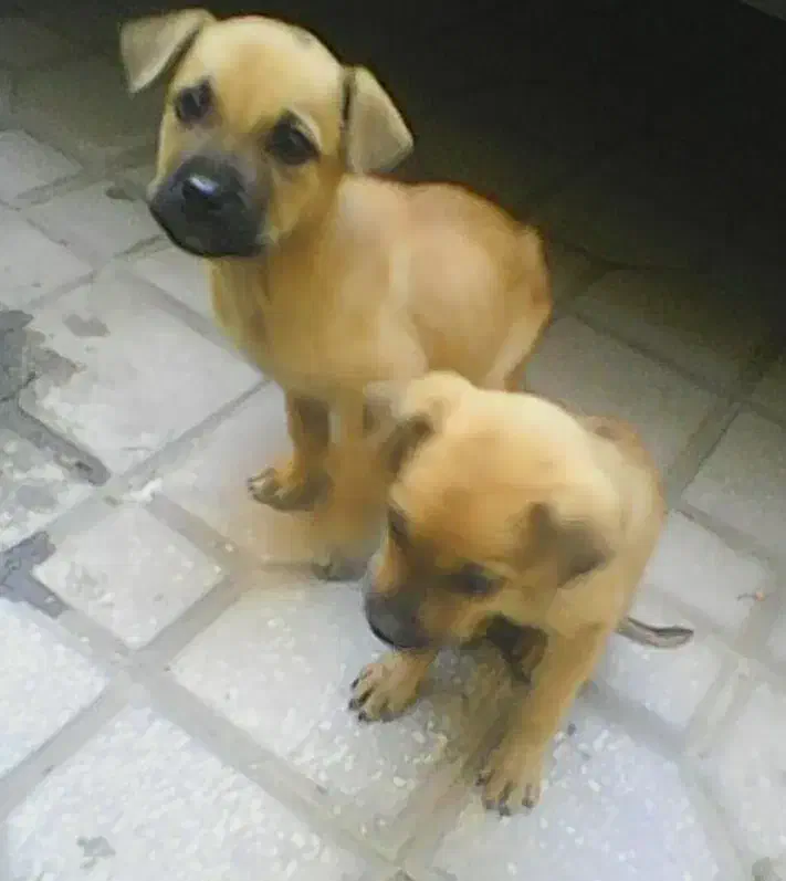 دوتوله سگ نژاد دار پیت بول|سگ|کرمانشاه, |دیوار