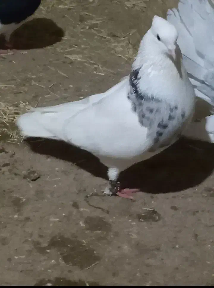 کبوتر|پرنده|دهگلان, |دیوار