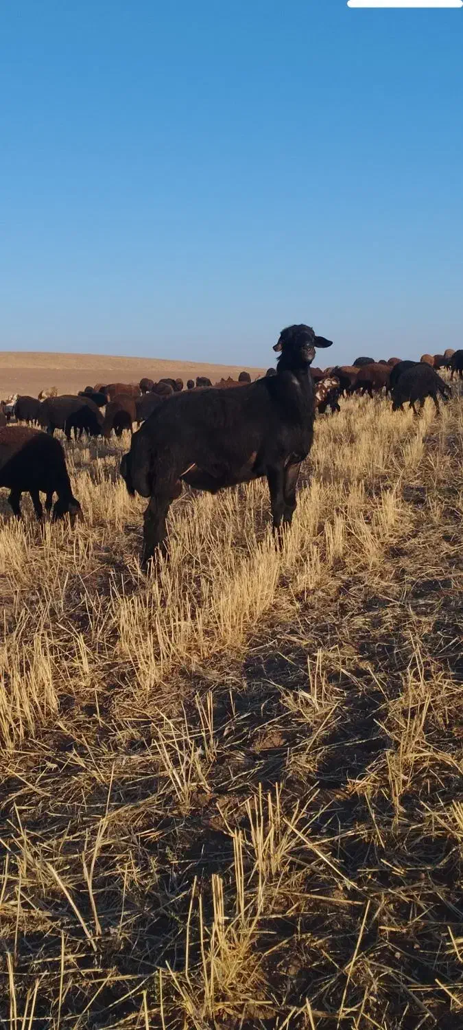 قوچ|حیوانات مزرعه|ترکمانچای, |دیوار