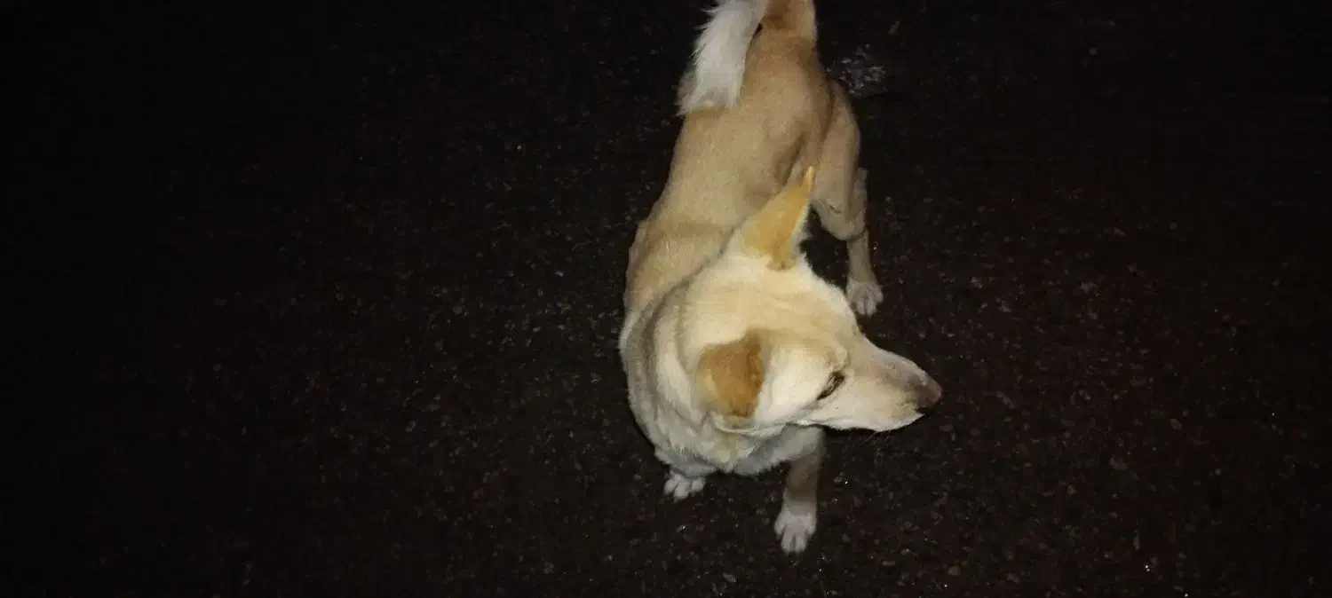 واگذاری بوبی ماده|سگ|مشگین شهر, |دیوار