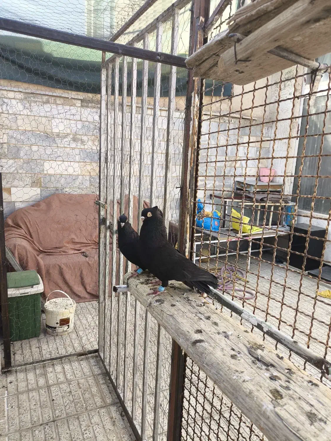 زاغ آبادانی اصیل واکسی|پرنده|شاهینشهر, فردوسی|دیوار