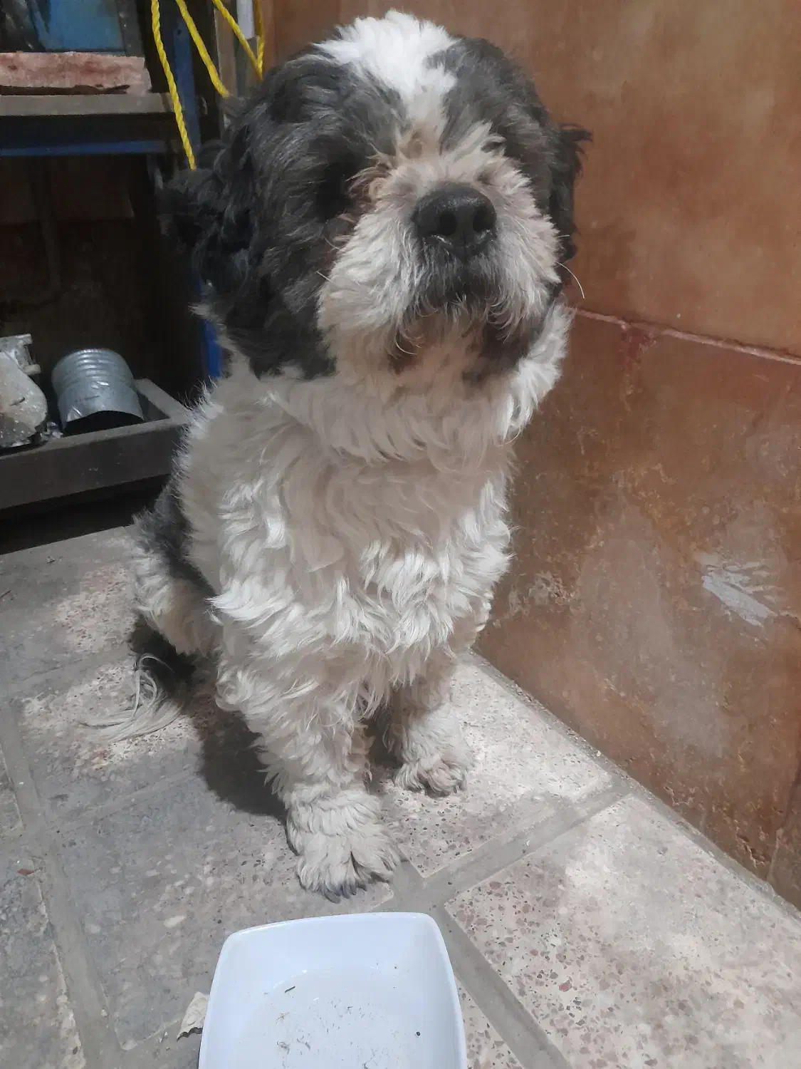 پیدا شده|حیوانات|چهارباغ, |دیوار