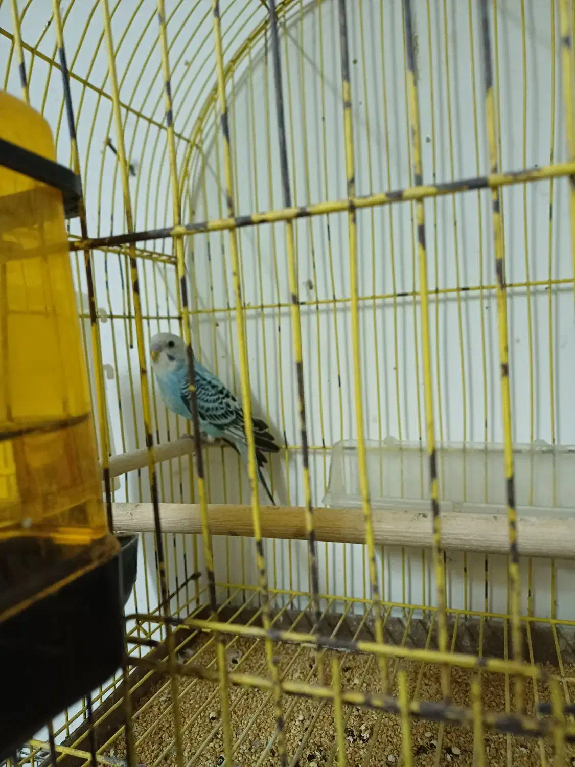 معاوضه یا فروش|پرنده|رشت, کوی فکوری|دیوار