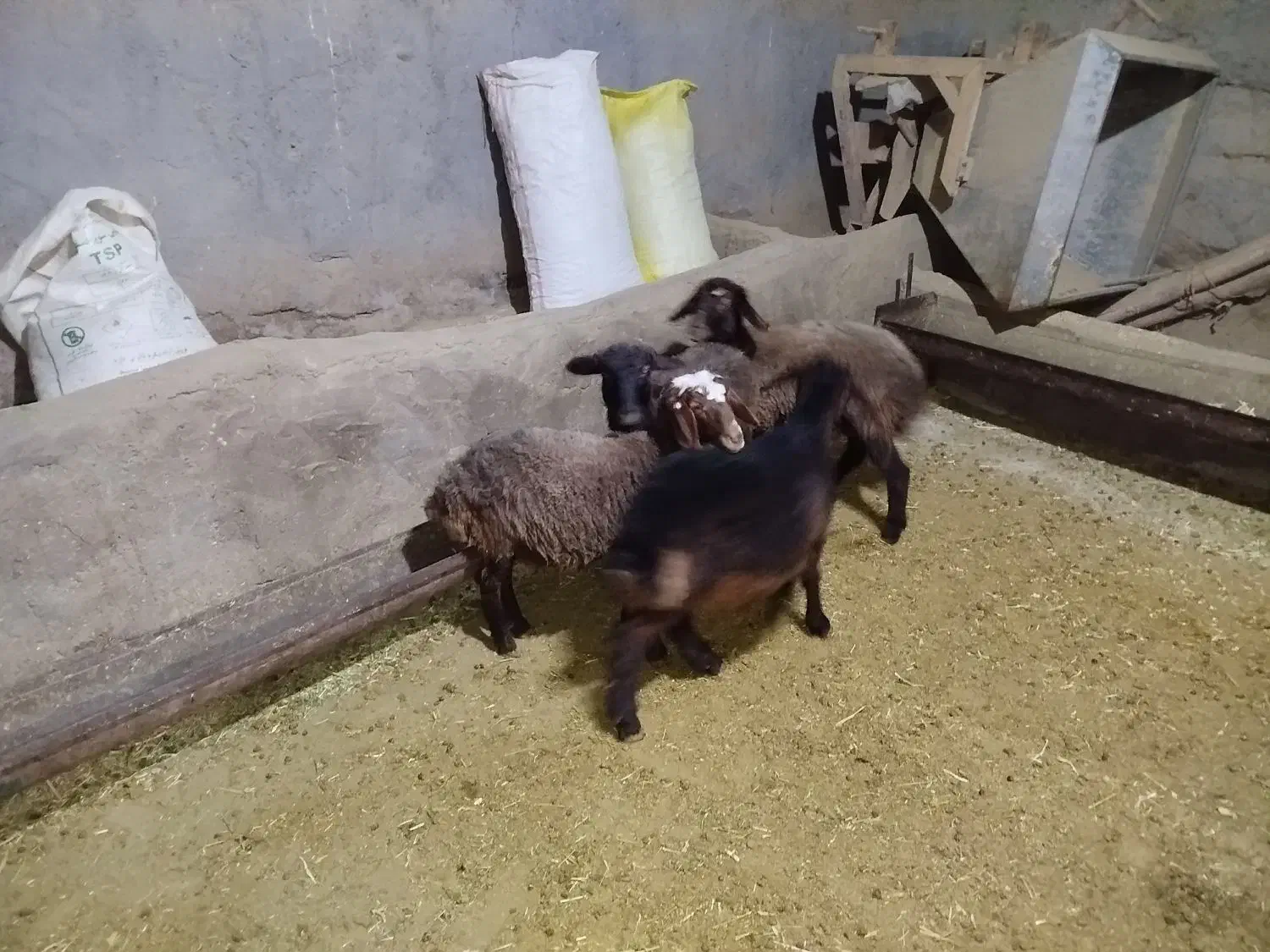 بره|حیوانات مزرعه|ساروق, |دیوار