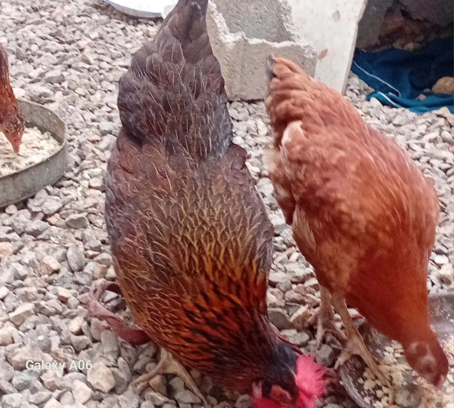 مرغ ونیمچه محلی به صورت یکجا|حیوانات مزرعه|گنبد کاووس, |دیوار