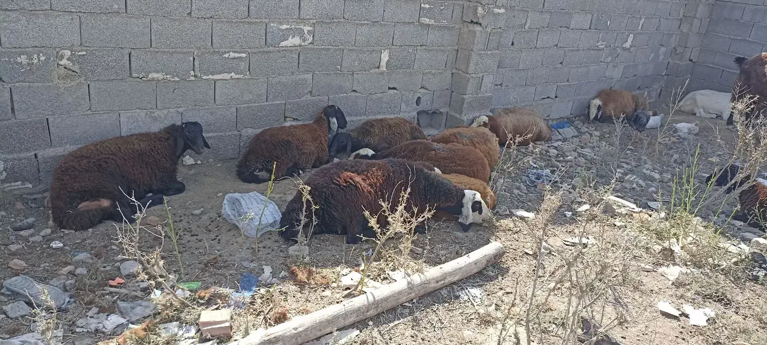 گوسفند داشتی|حیوانات مزرعه|انبارآلوم, |دیوار