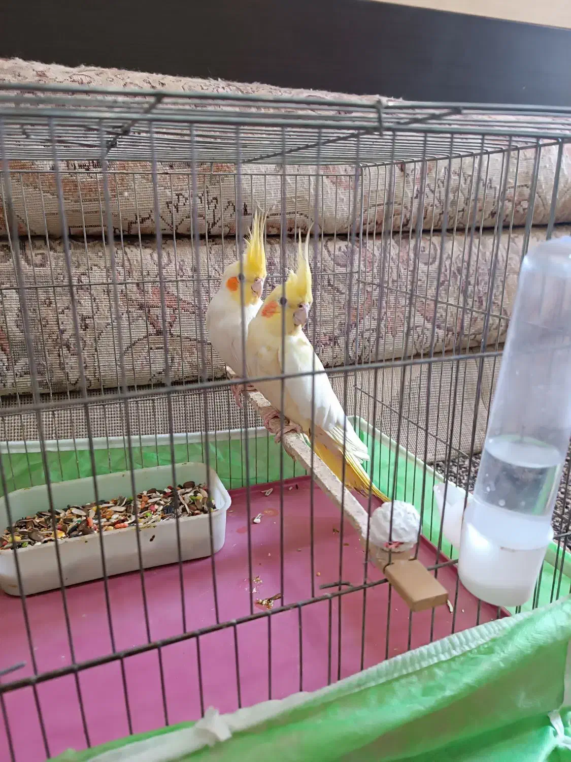 عروس هلندی|پرنده|رامشیر, |دیوار