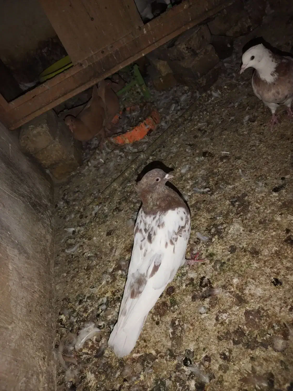 کبوتر رنگه|پرنده|تربت‌حیدریه, شهید بهشتی|دیوار