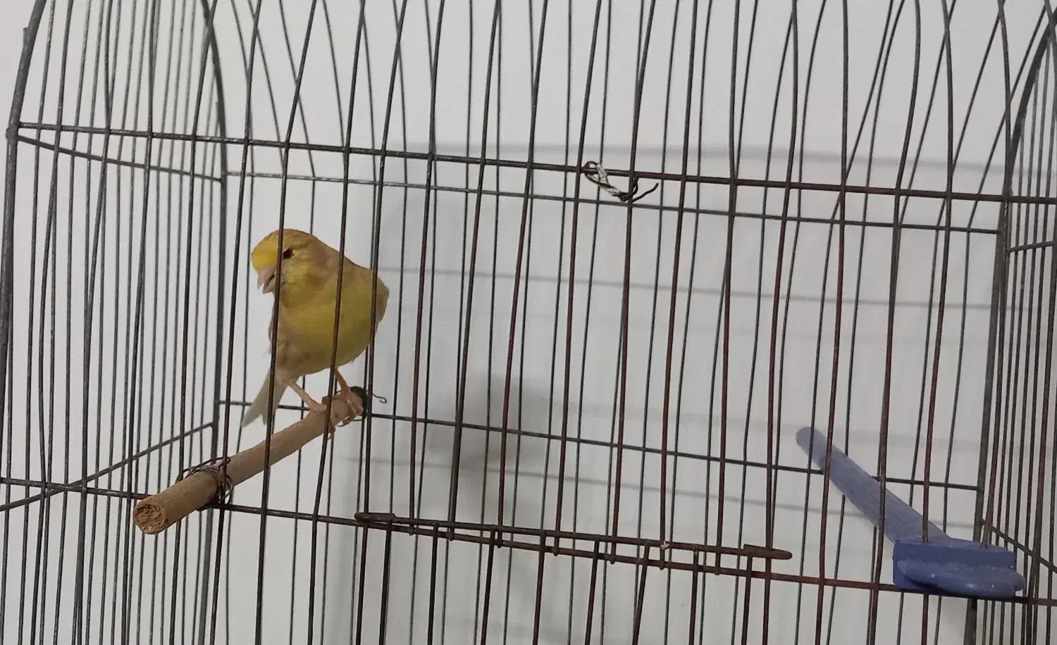 قناری فائو|پرنده|بجنورد, |دیوار