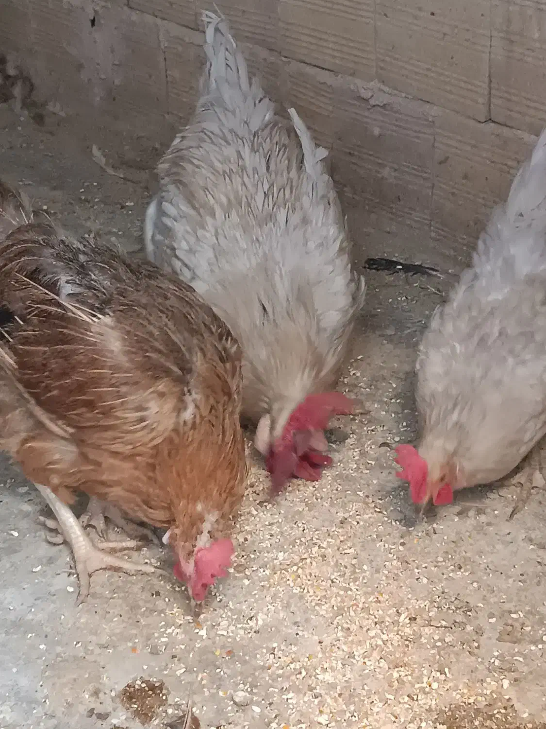 مرغ و خروس رسمی کفتر کاکلی|حیوانات مزرعه|حمیدیا, |دیوار