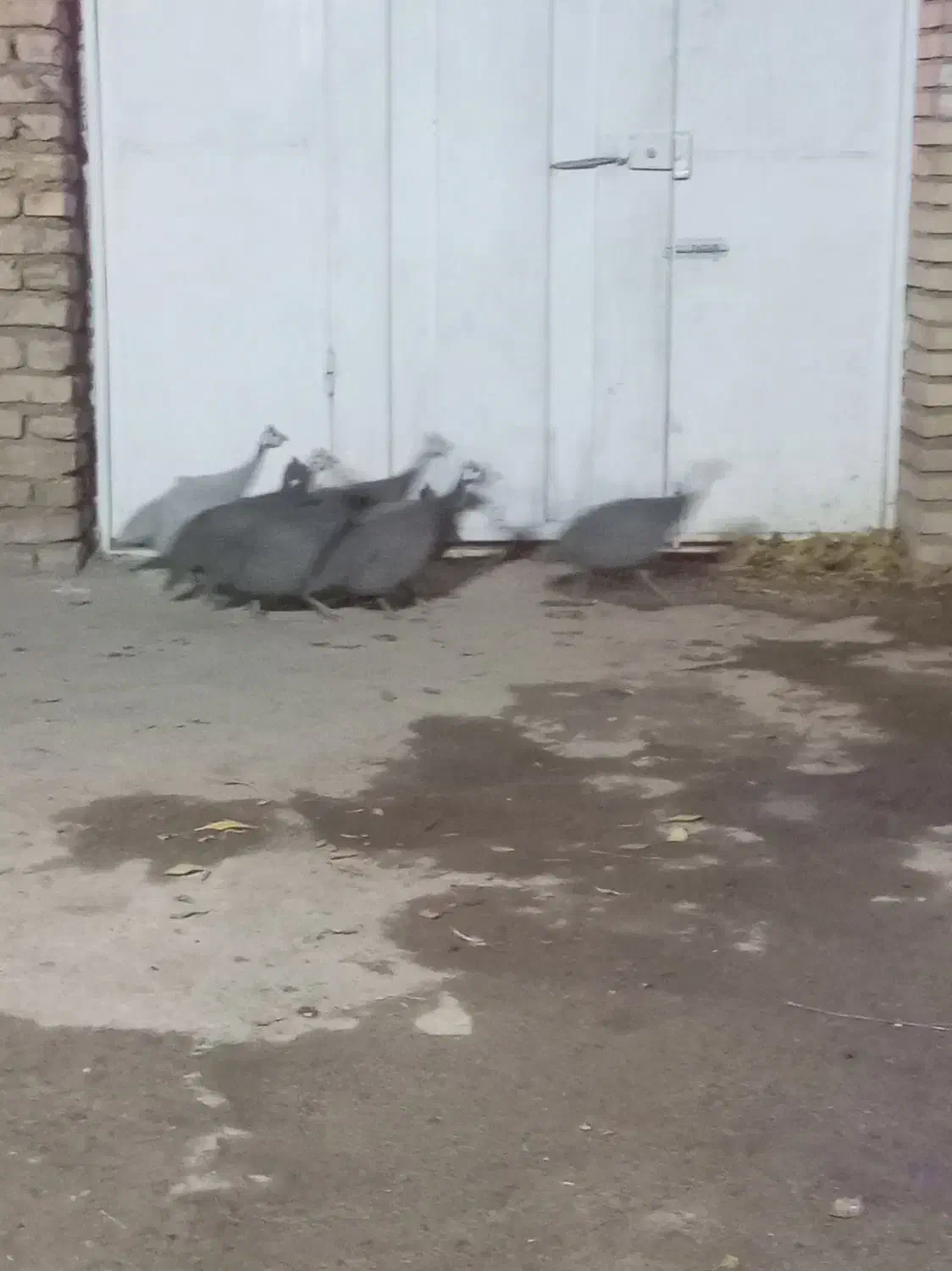 مرغ قرقابل|حیوانات مزرعه|چناران, |دیوار