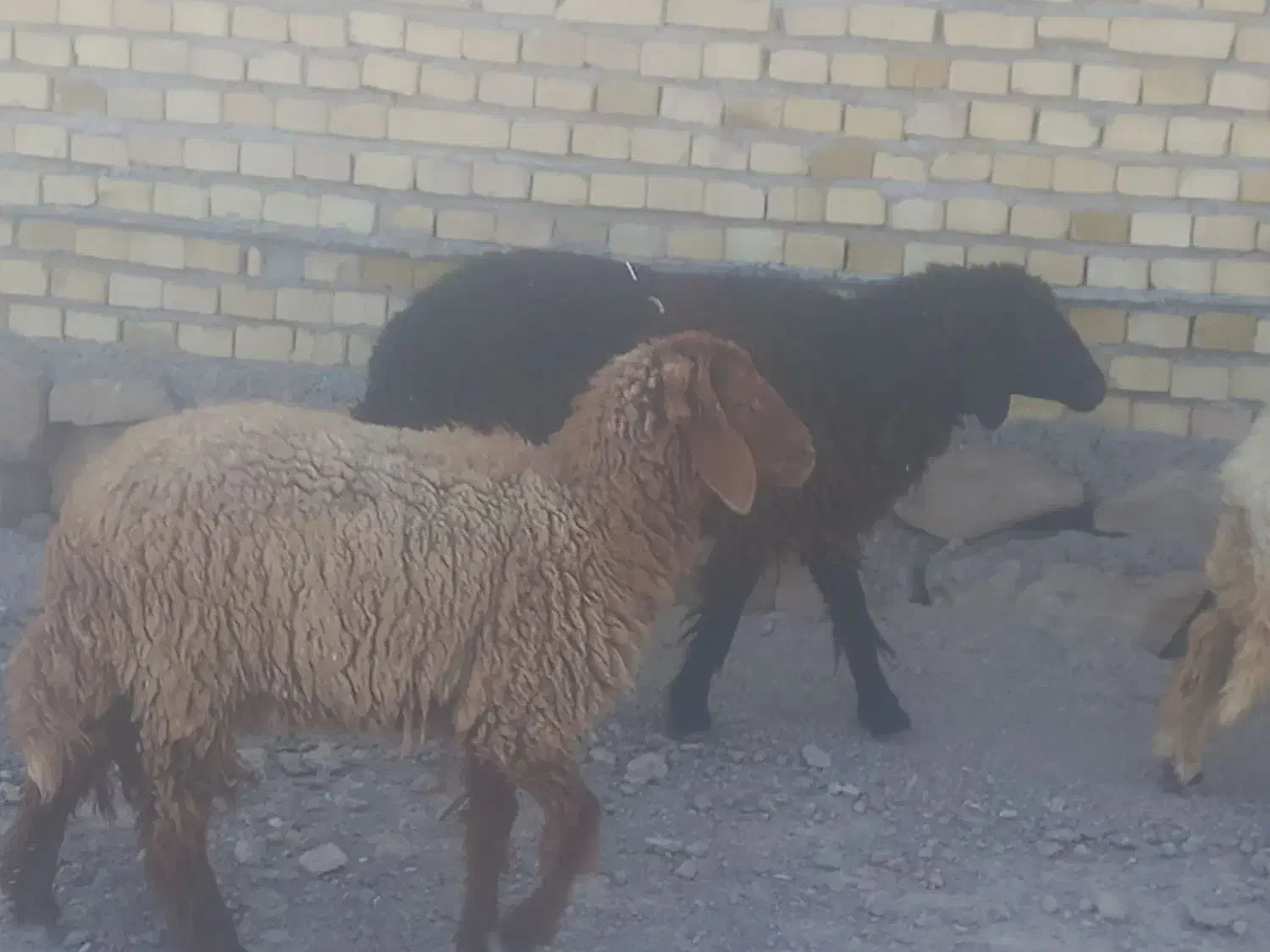 بره دجیجه بز گاوگوساله گوسفند آهو|حیوانات مزرعه|اهواز, بهارستان|دیوار