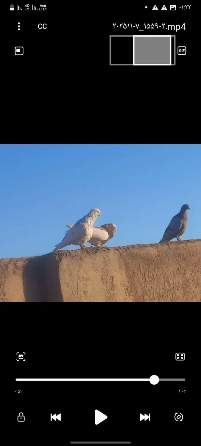 کفتر پرشی|پرنده|نیشابور, حقیه|دیوار