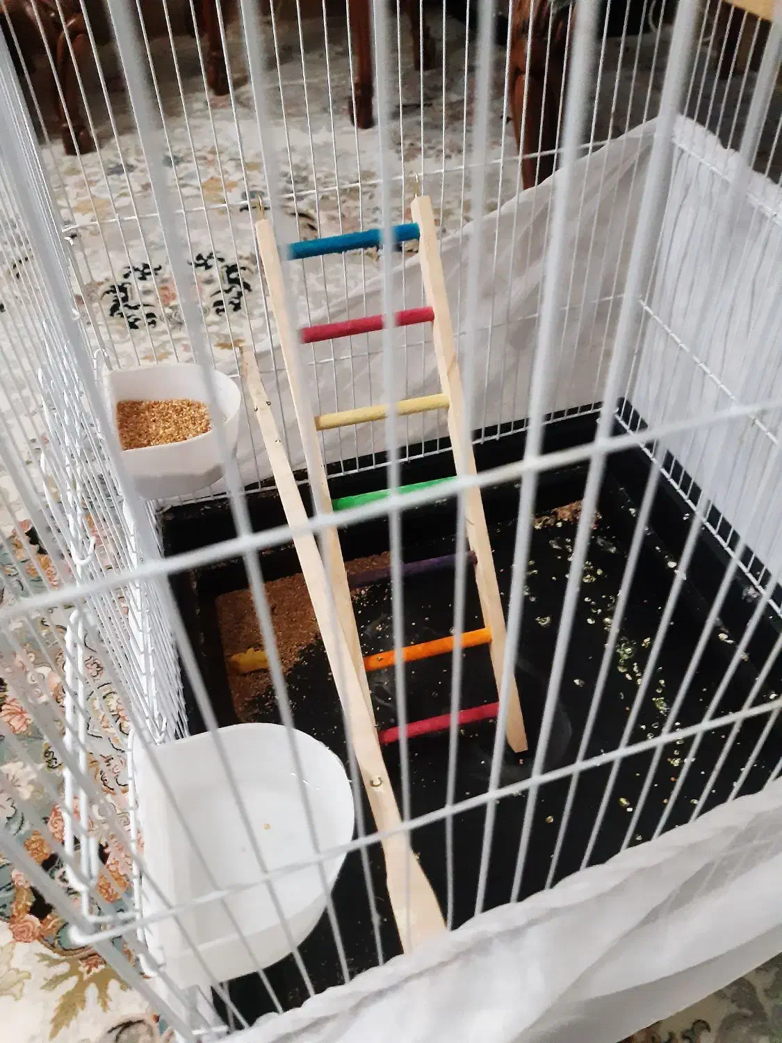 سه تا جوجه طوطی برزیلی دوماهه|پرنده|تهران, مسعودیه|دیوار