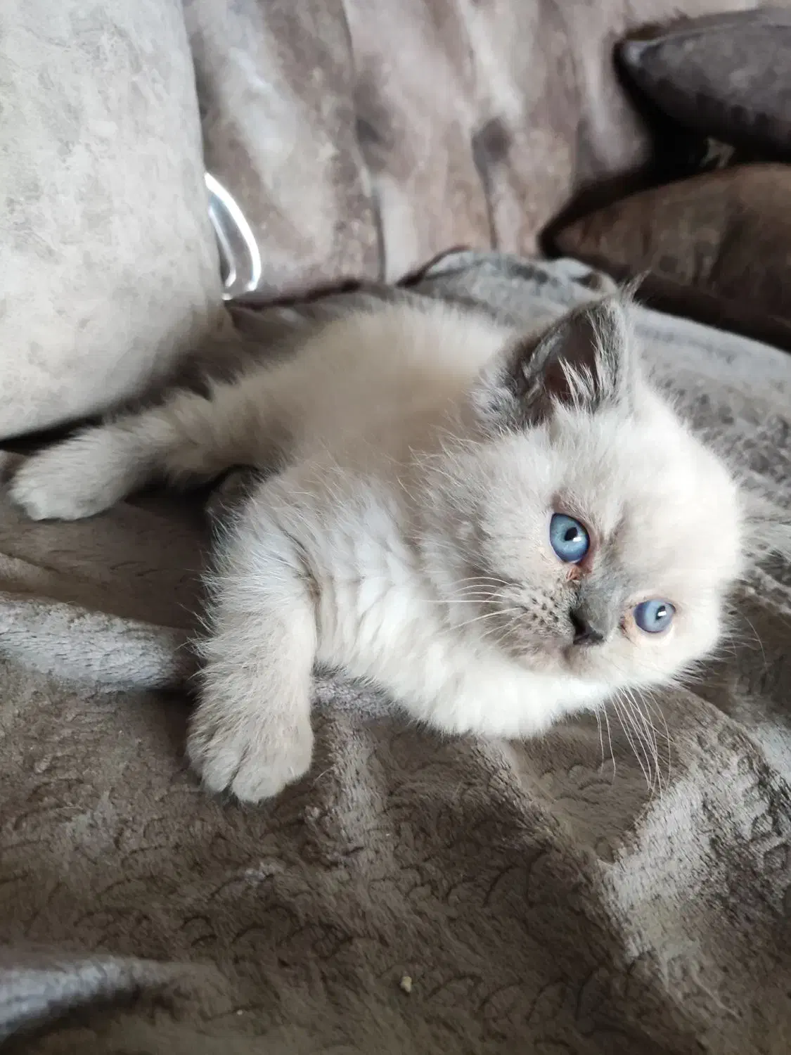 گربه|گربه|دزفول, |دیوار