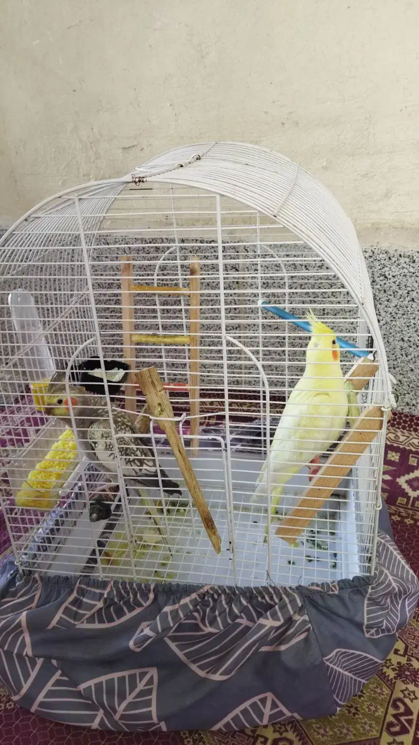 یه جفت عروس هلندی|پرنده|نسیمشهر, |دیوار