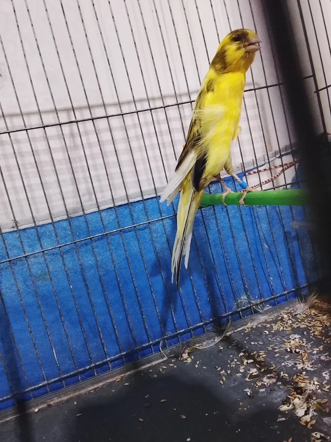 قناری|پرنده|ورامین, ورامین|دیوار