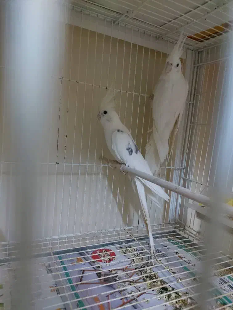 یک جفت عروس هلندی آلبینو مولد|پرنده|گرگان, |دیوار