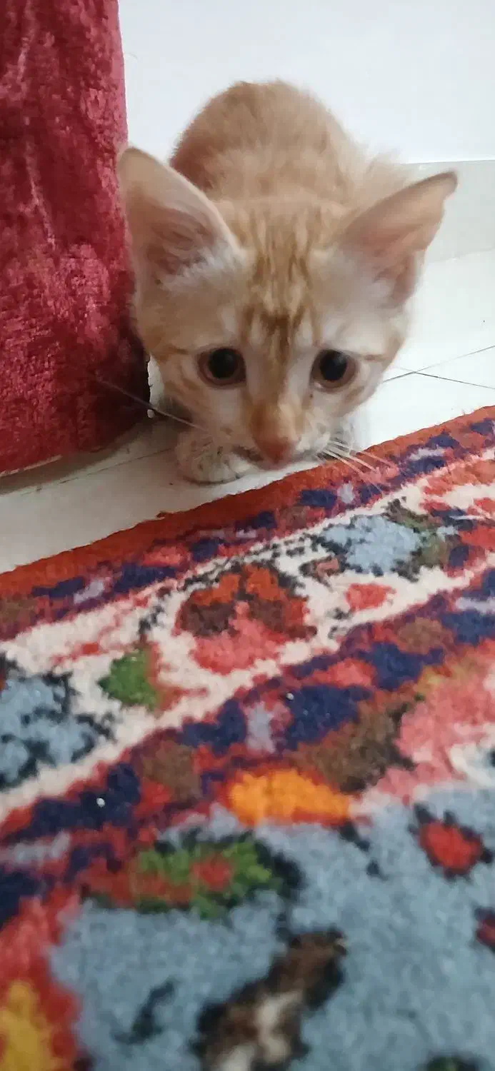 غذای گربه و خاک گربه وخود گربه|گربه|اراک, |دیوار