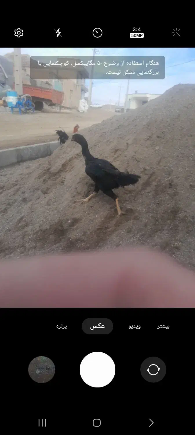 فروش یک عدد خروس دورگه و یک عدد مرغ دورگه|حیوانات مزرعه|کرانی, |دیوار