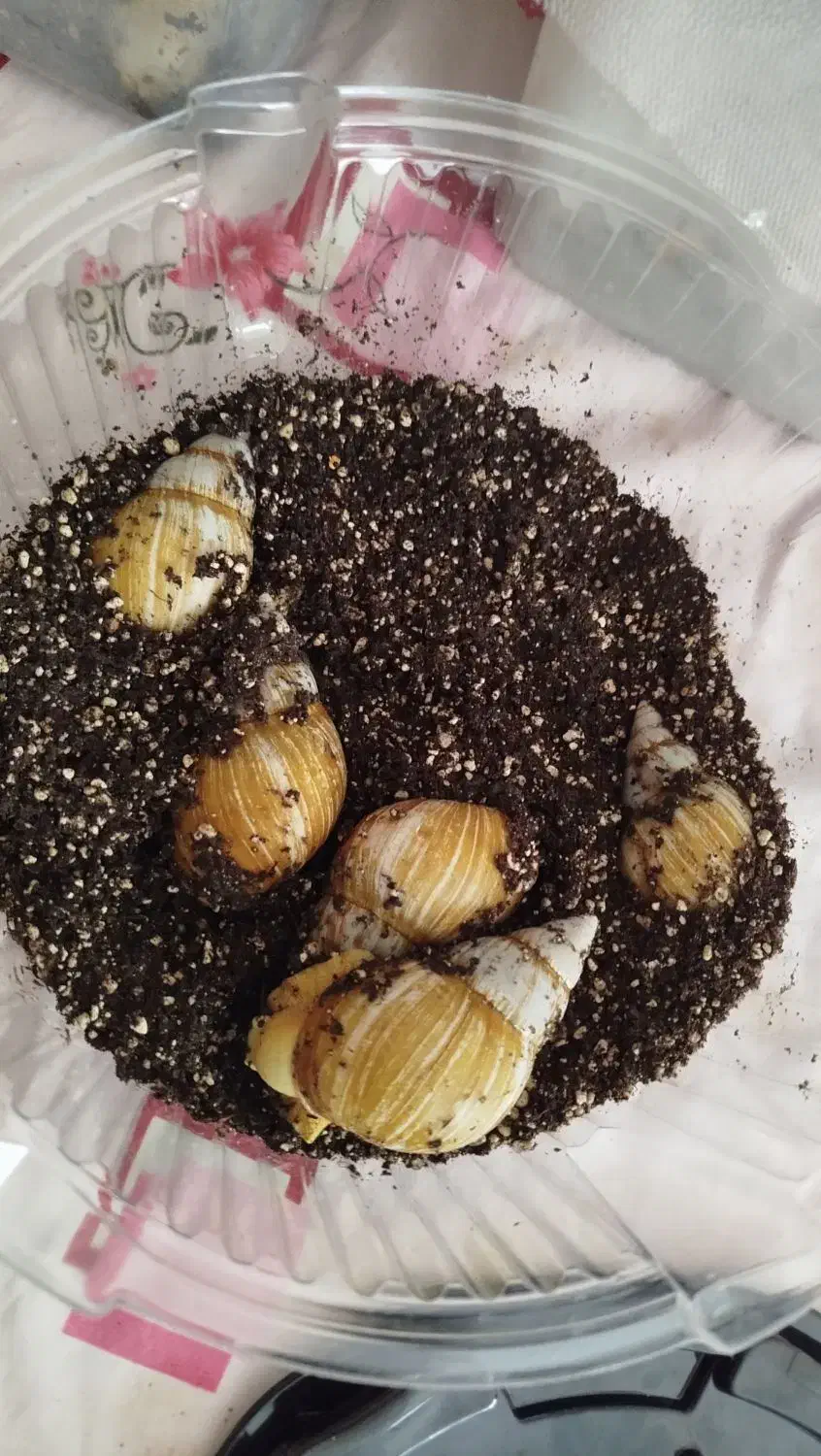 فروش حلزون|خزنده|نهاوند, |دیوار