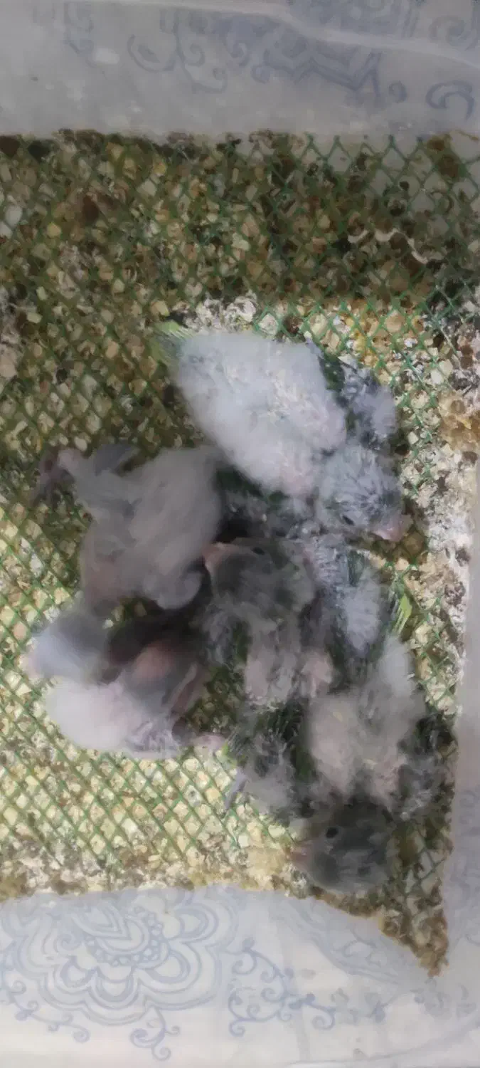 راهب سرلاکی|پرنده|قم, حمام تالار|دیوار