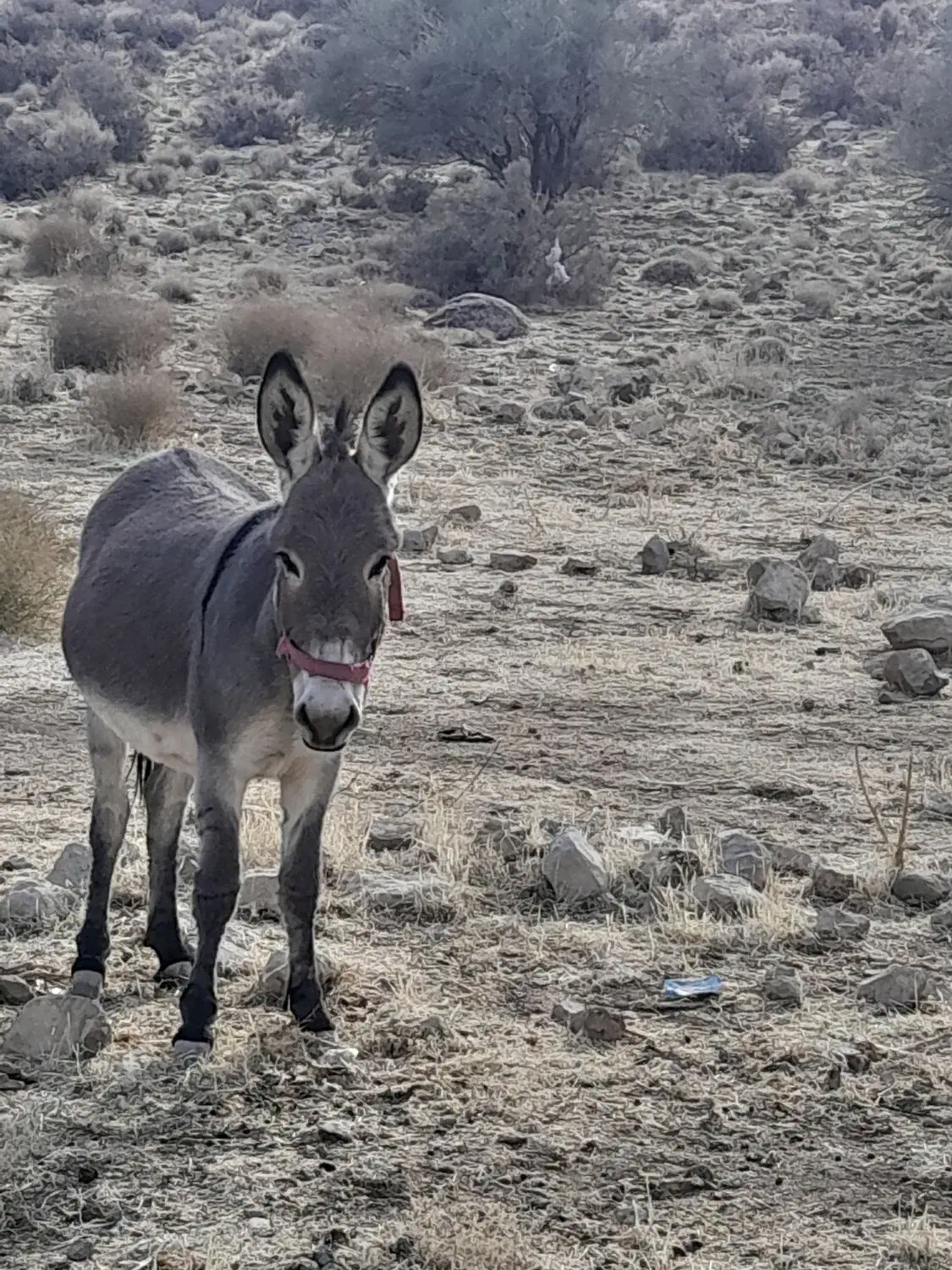 الاغ خر|حیوانات مزرعه|شیراز, بید زرد|دیوار
