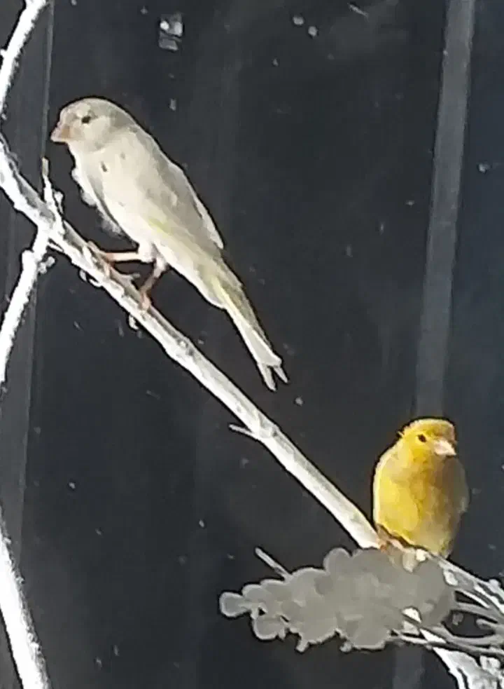 یک جفت قناری|پرنده|گنبد کاووس, |دیوار