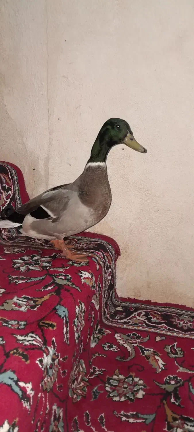 اردک نر پروازی مخصوص نما یا نمخال|حیوانات مزرعه|رودسر, |دیوار