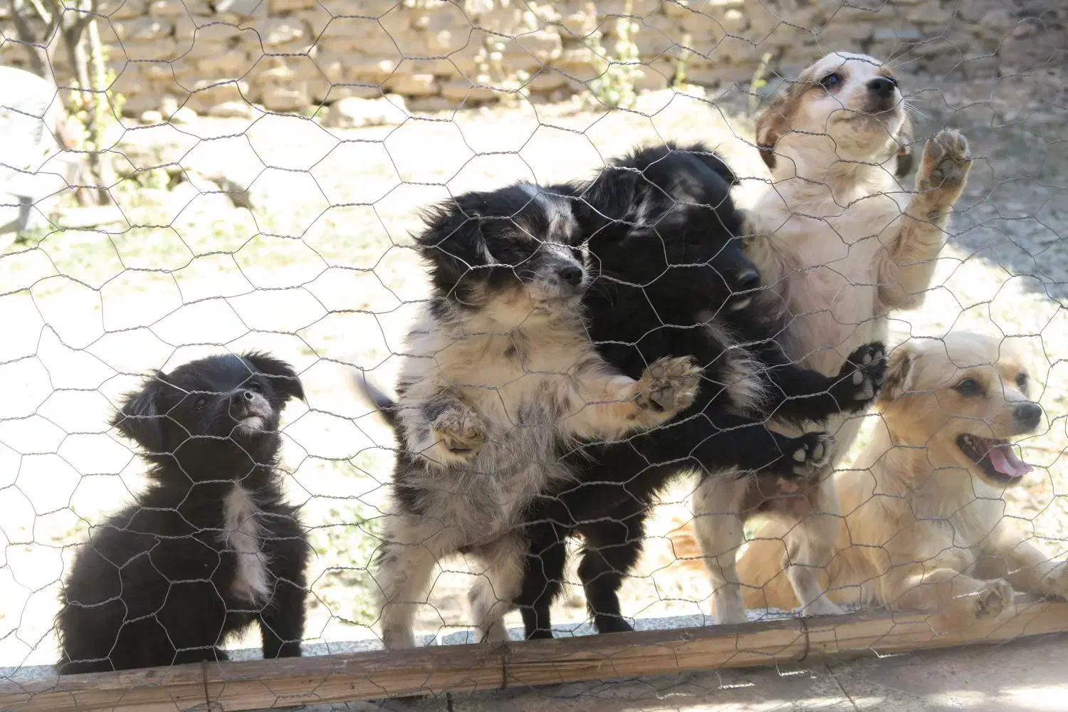 تول ۴ ماهه|سگ|ملایر, |دیوار