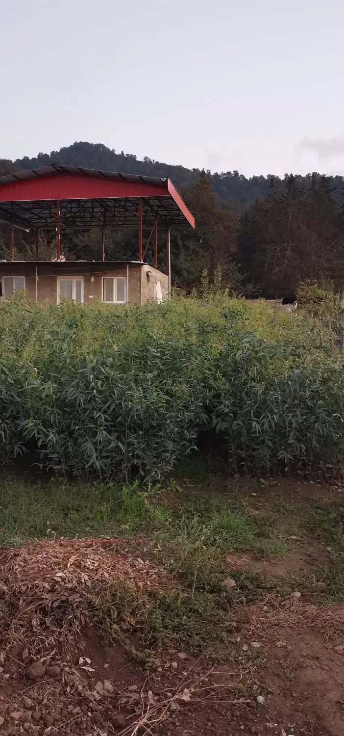 نهال اکالیپتوس|خدمات باغبانی و درختکاری|قرق, |دیوار