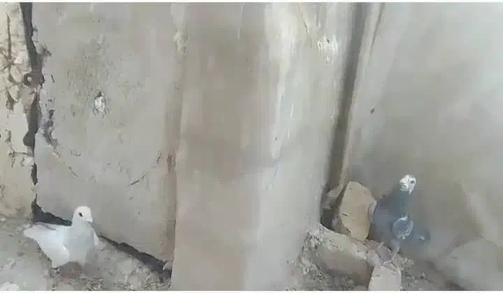 کفتر|پرنده|صدرا-فارس, فاز ۱|دیوار