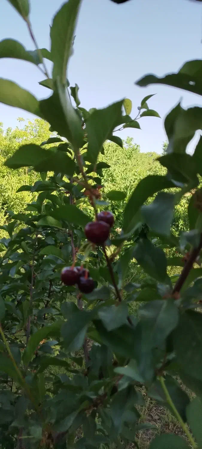ویلا. باغ کشاورزی|فروش زمین و ملک کلنگی|شاهین‌شهر, فردوسی|دیوار