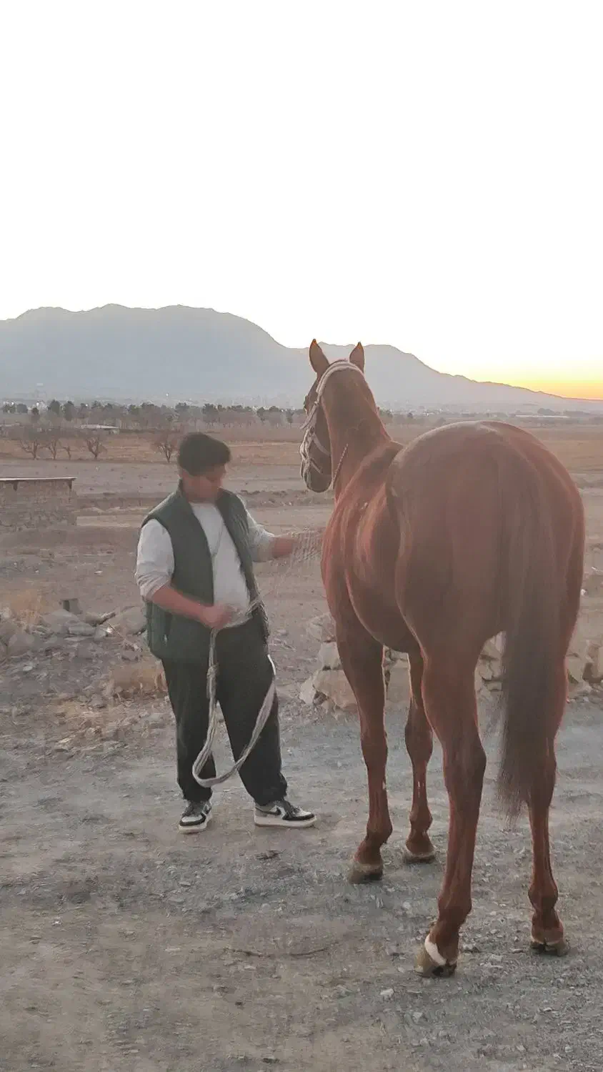 اسب تروبرد|اسب و تجهیزات اسبسواری|سبزوار, ابارش|دیوار