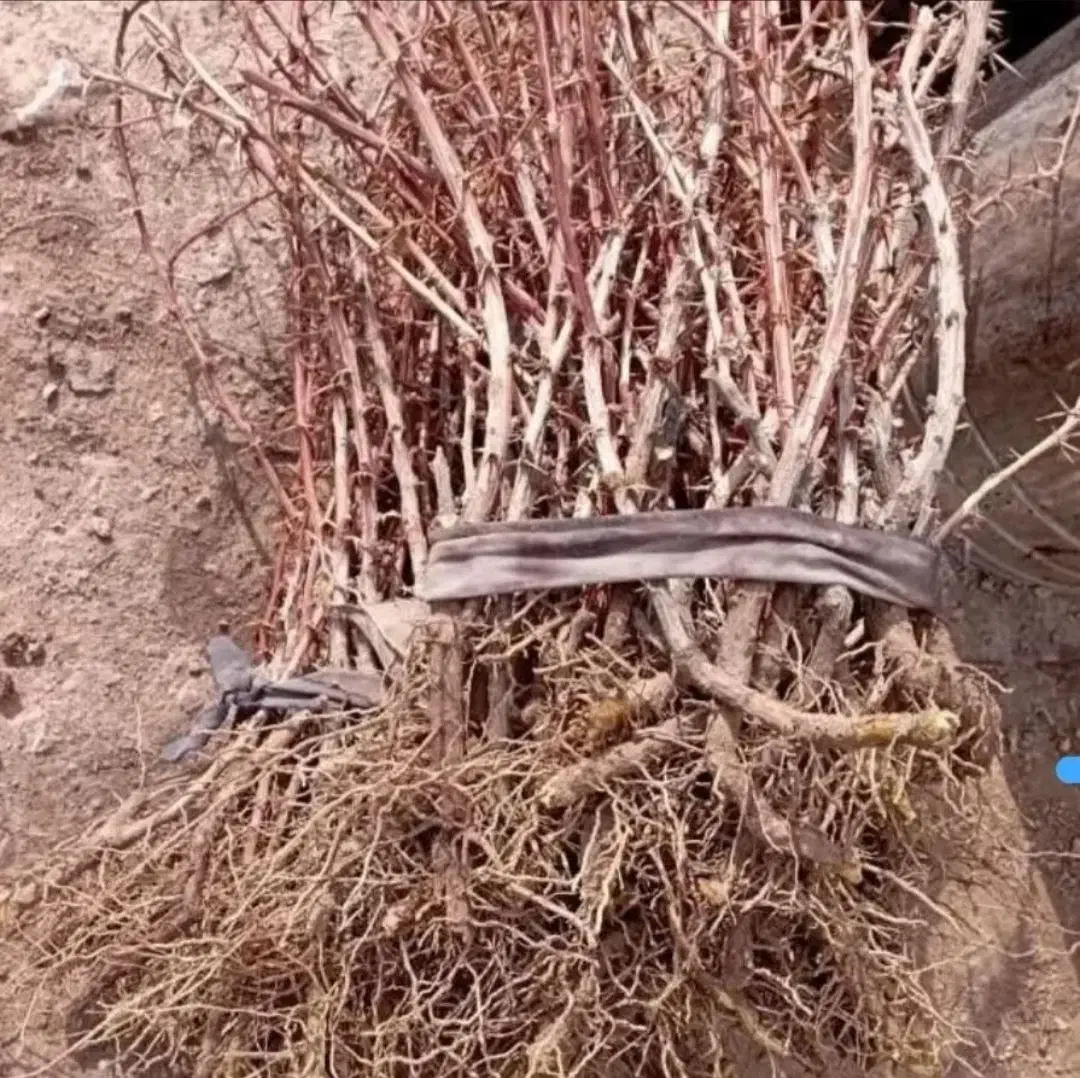 نهال زرشک|خدمات باغبانی و درختکاری|بیرجند, |دیوار