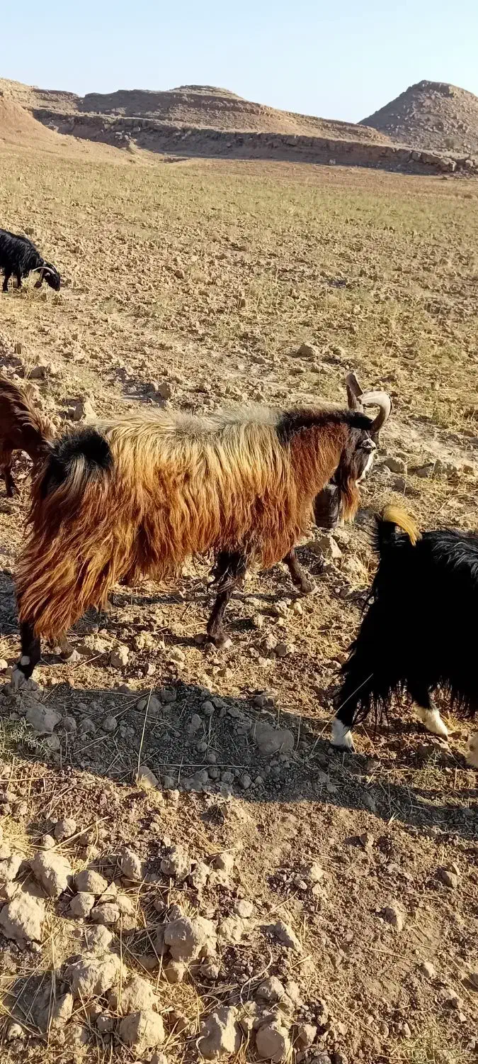 ۳۶۰۰۰۰۰۰|حیوانات مزرعه|آبدانان, |دیوار
