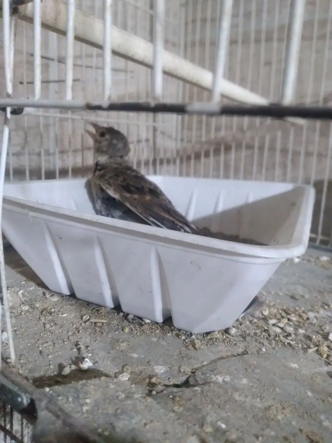 سهره خاکی کهنه کار|پرنده|گرگان, |دیوار