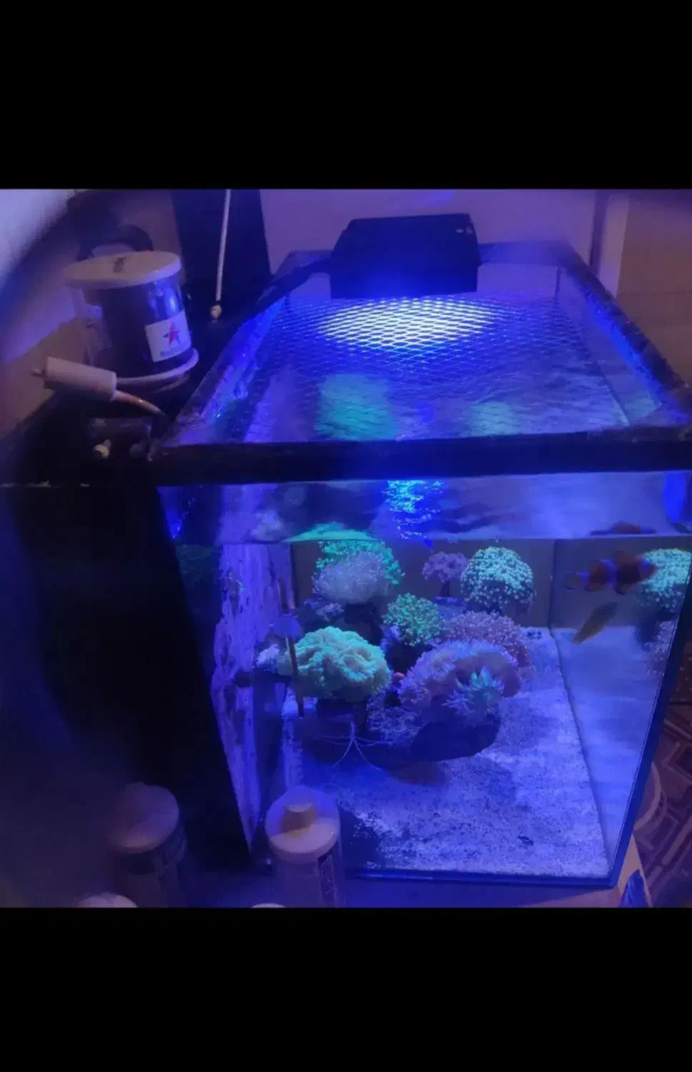 مرجان آب شور|ماهی|ری, دیلمان|دیوار