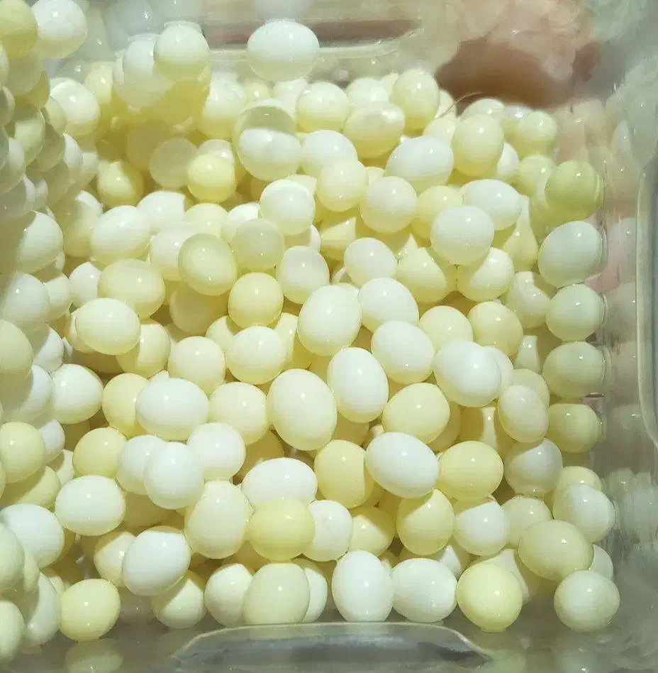 تولید و فروش خاویار حلزون|خزنده|قروه, |دیوار