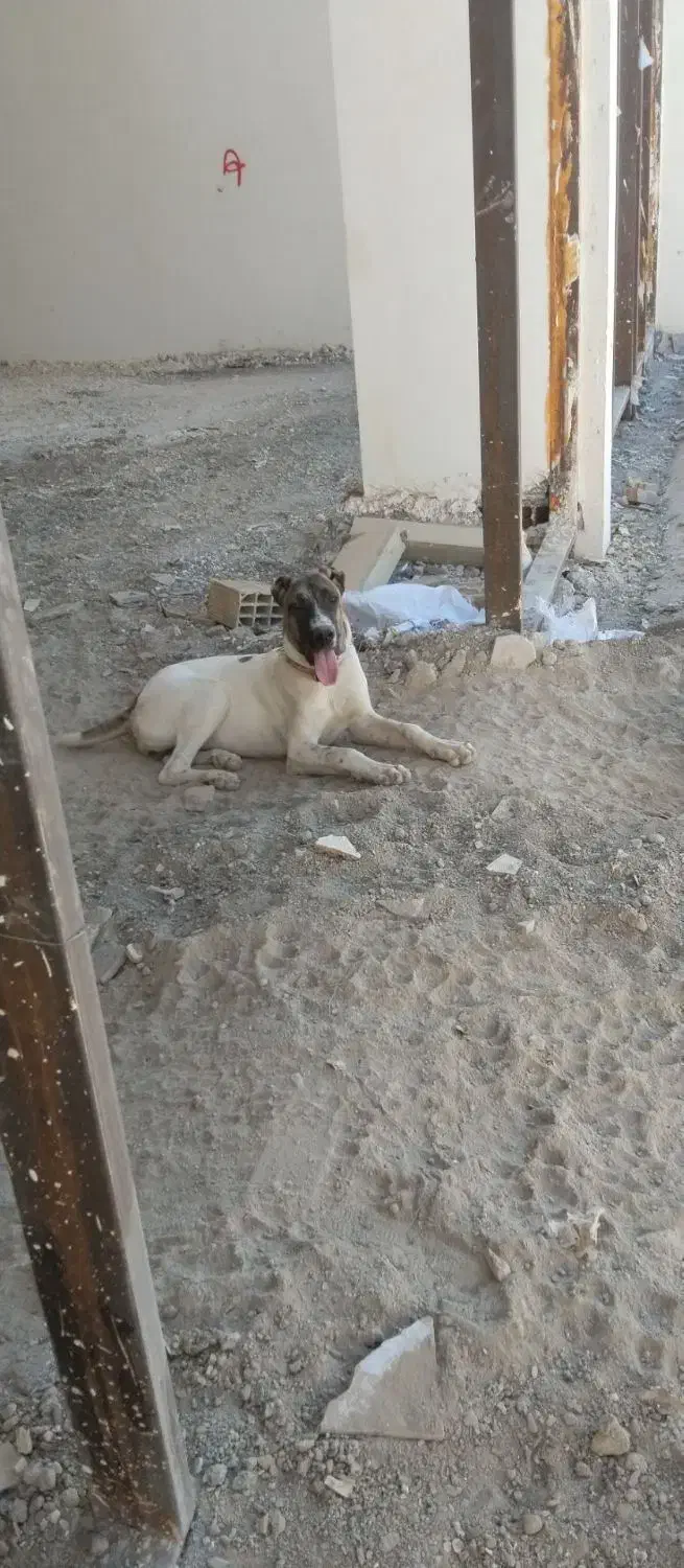 سگ سرابی|سگ|رضویه, |دیوار