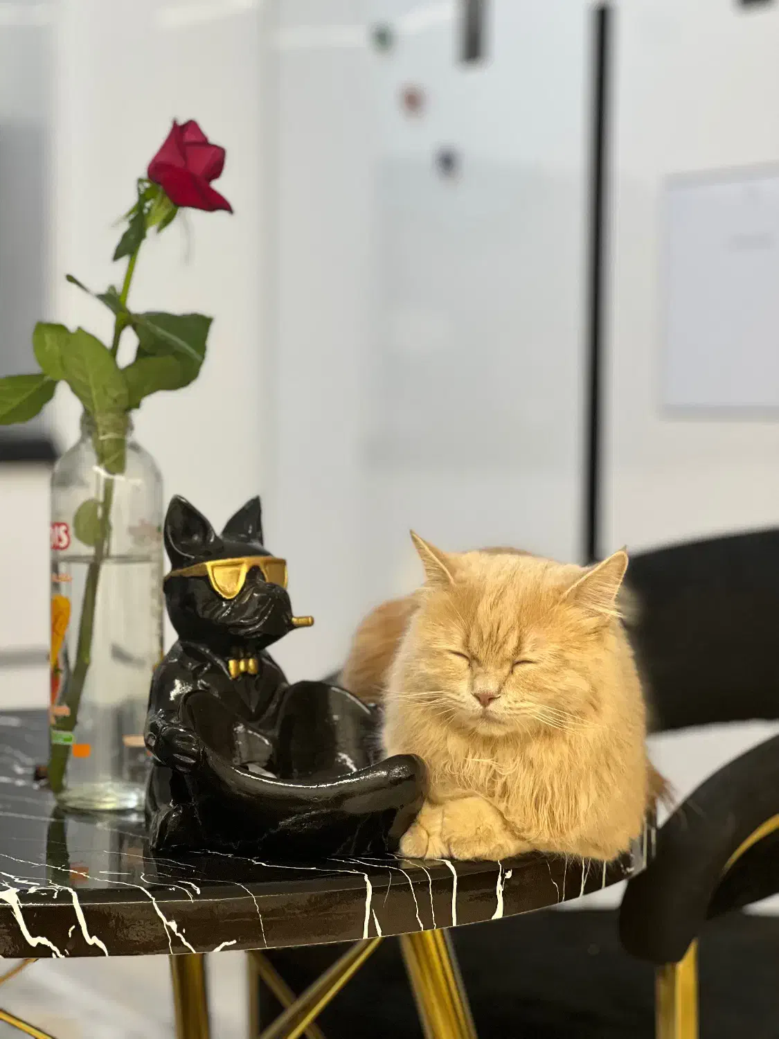 واگزاری|گربه|سنندج, |دیوار