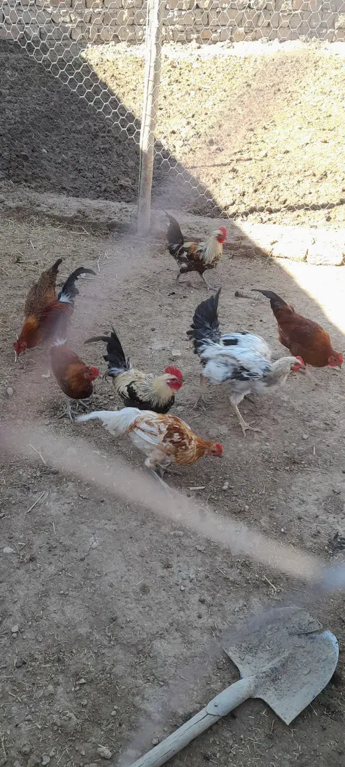 ۸ عدد خروس ۶ ماهه|حیوانات مزرعه|پلدختر, |دیوار