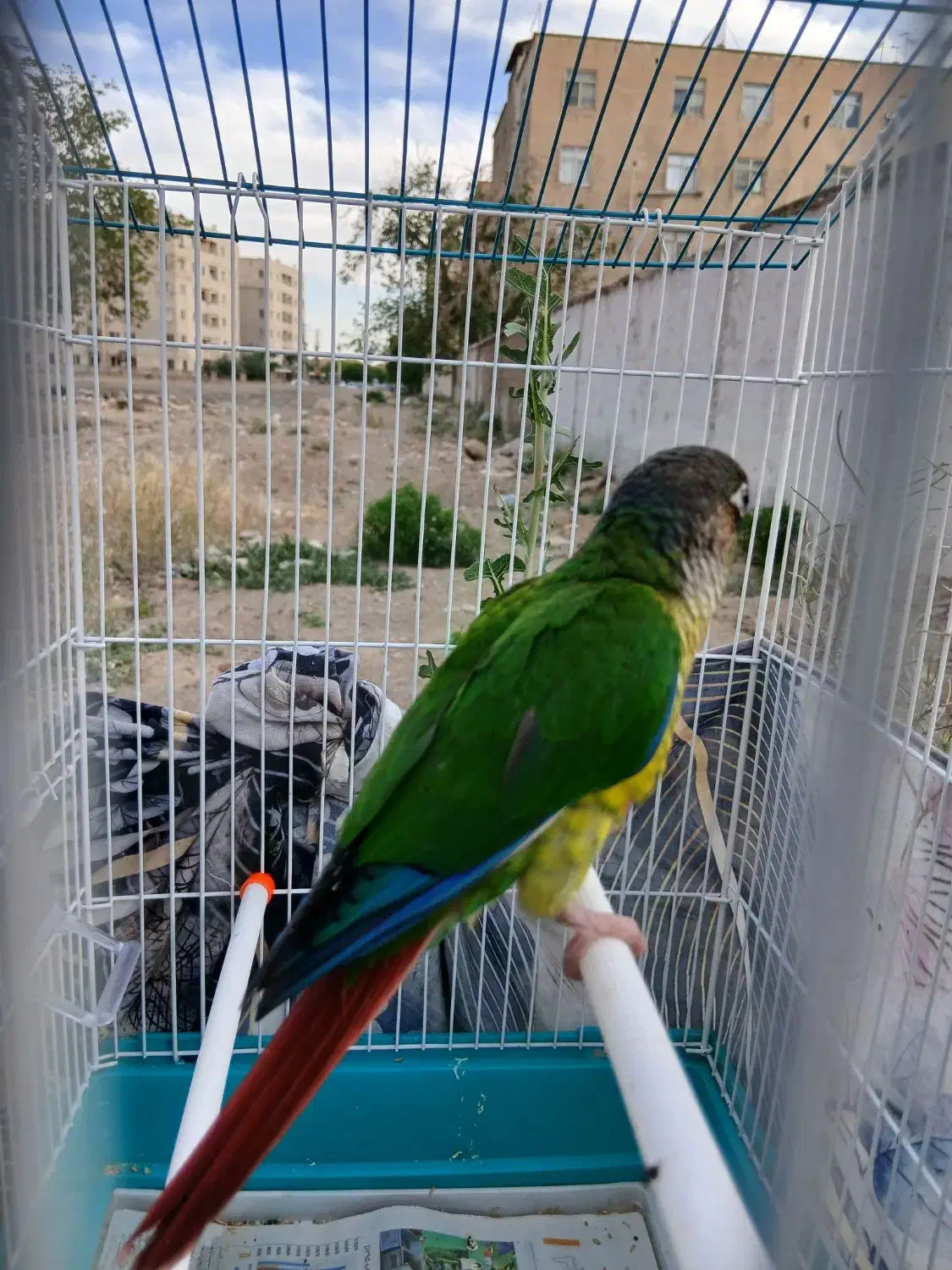 گرینچیک|پرنده|شهر ری, علایین|دیوار