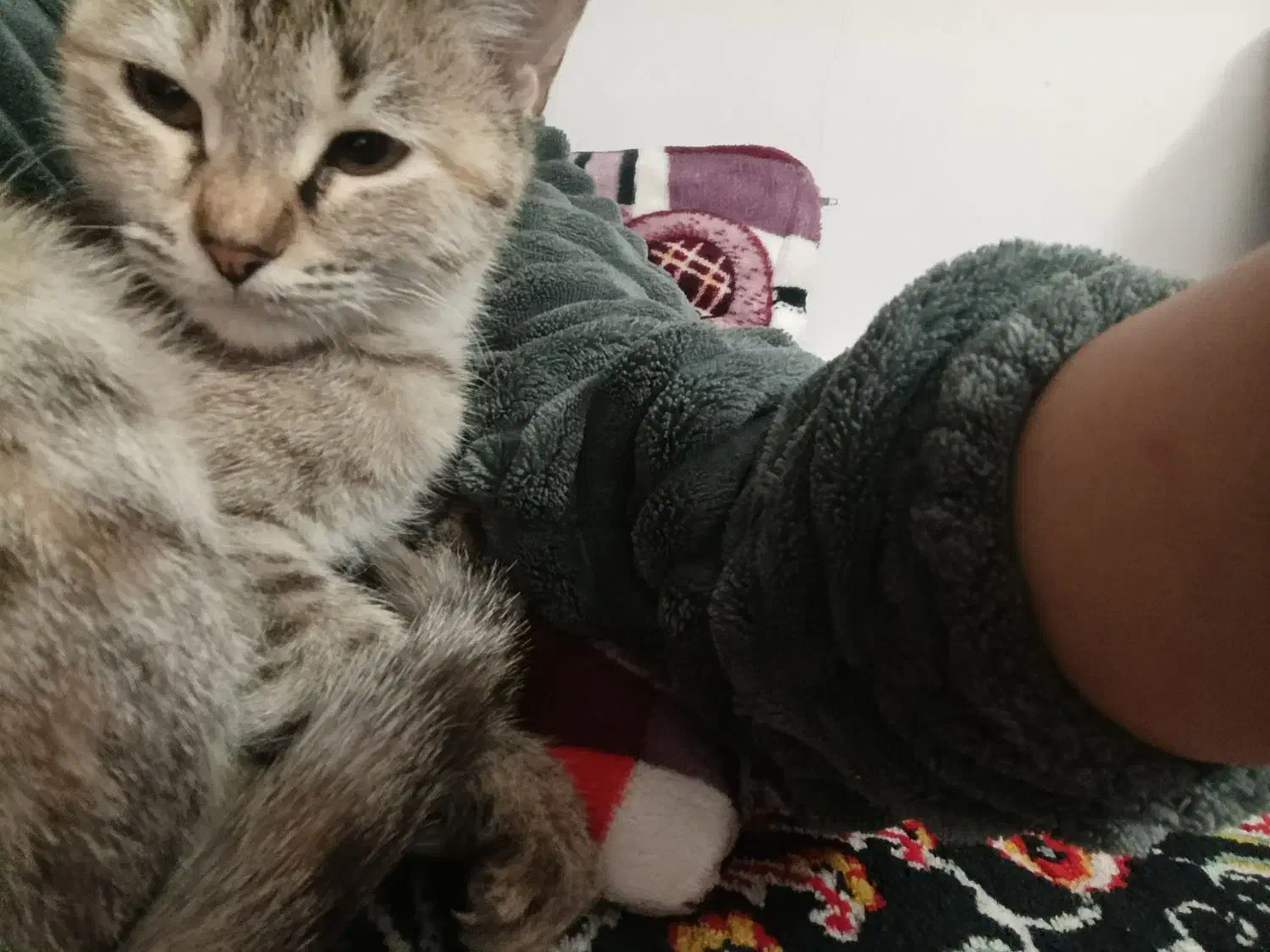 واگذاری گربه کاملا اهلی و آروم|گربه|ساوه, |دیوار