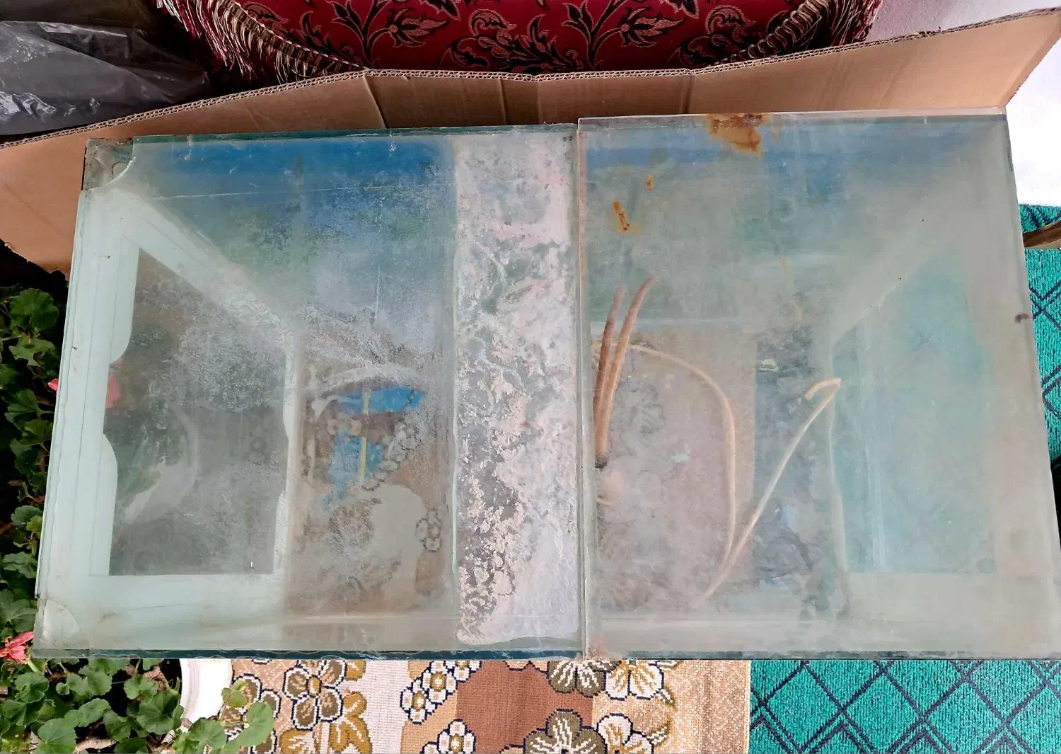 آکواریوم|ماهی|پره‌سر, |دیوار