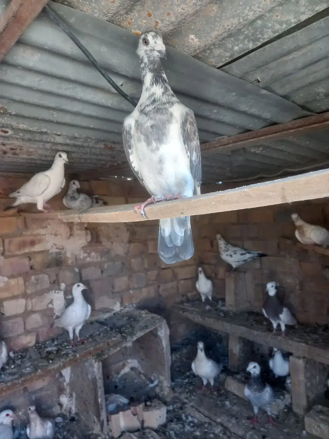 کبوتر|پرنده|فیروزه, |دیوار