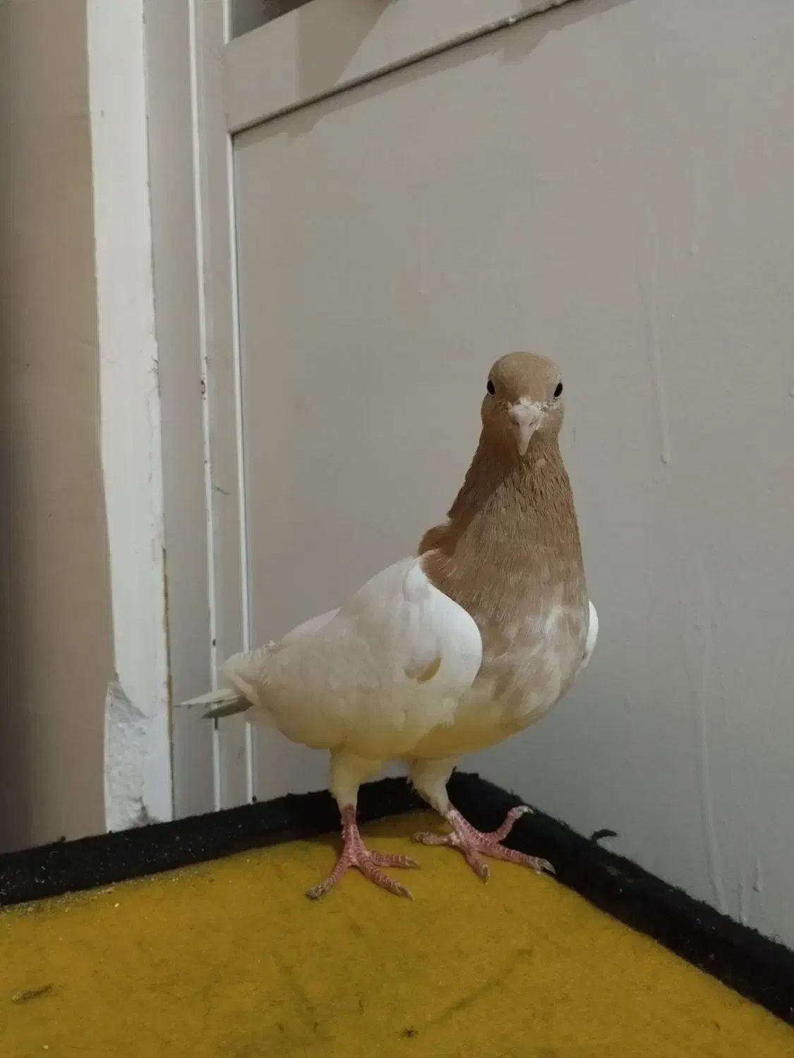 یک جفت کبوتر باشلی نروماده|پرنده|تبریز, |دیوار