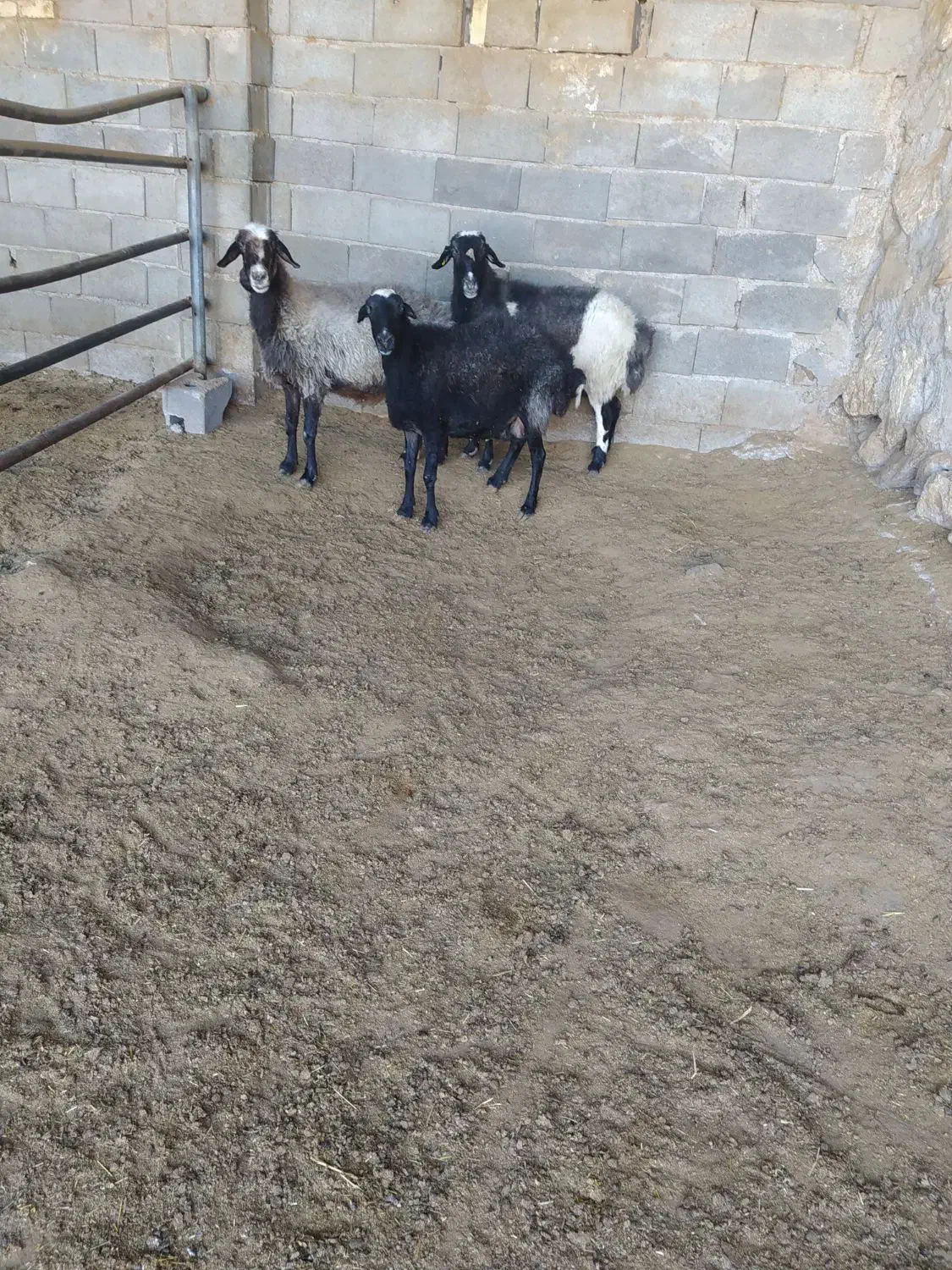 تعداد۳عددمیش|حیوانات مزرعه|نیاسر, |دیوار