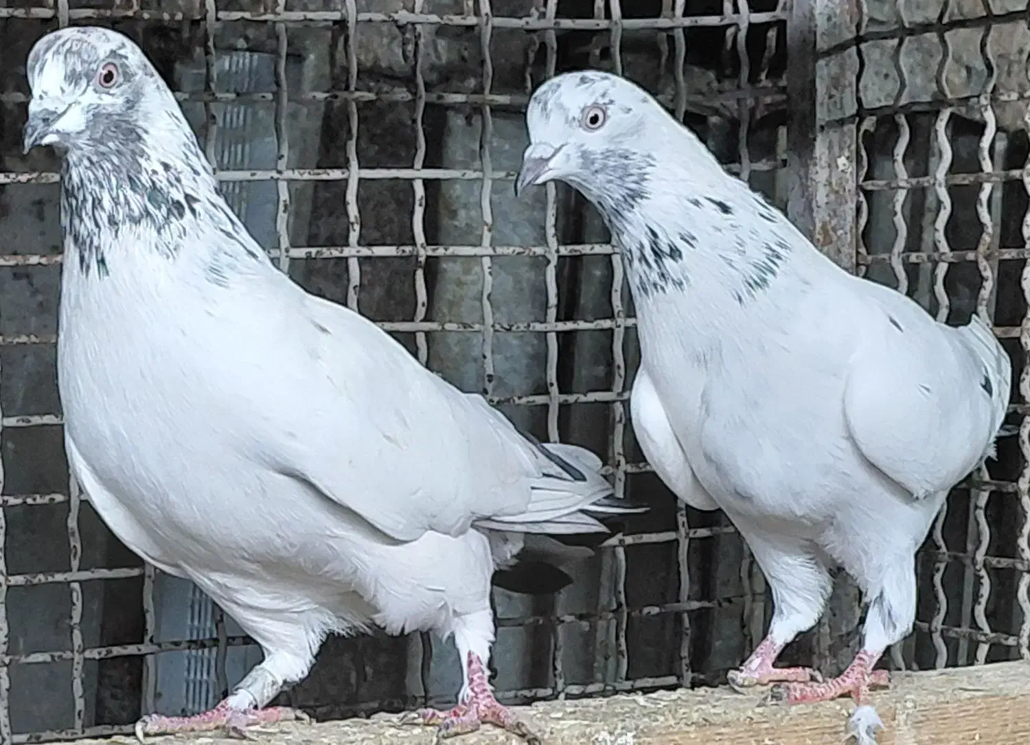 کبوتر هوایی اس|پرنده|قائمشهر, |دیوار